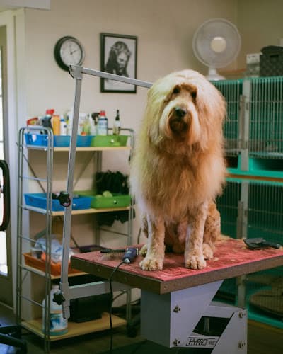 Dog Grooming Tender Touch Dog Grooming Everett