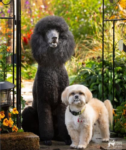 Dog Grooming Tender Touch Grooming Salem