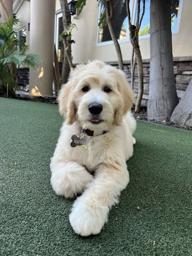 Dog Grooming That Groomer Dood LLC Corona