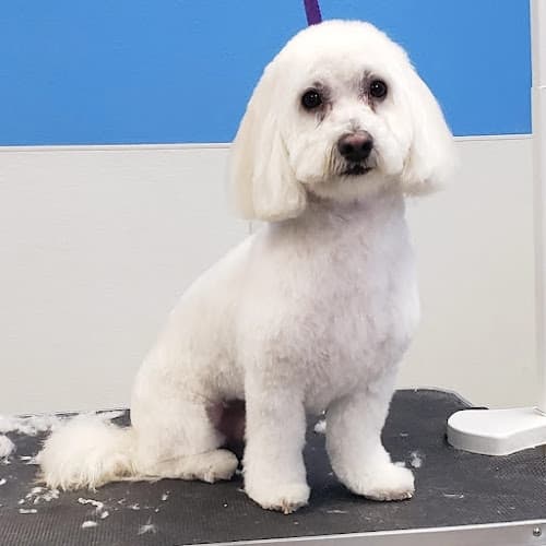 Dog Grooming That's So Fetch! Dog Grooming Pomona
