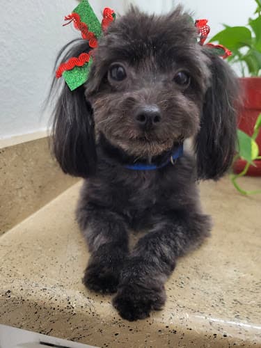 Dog Grooming The BARK lounge Grooming Salon & Spa Clovis