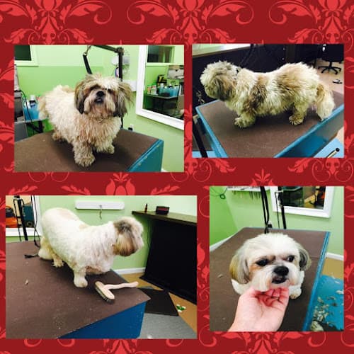 Dog Grooming The Bark Side Santa Rosa