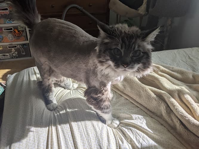 Dog Grooming The Barking Lot Dog And Cat Grooming Lancaster