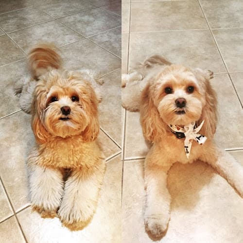 Dog Grooming The Barking Lot of Hillcrest San Diego