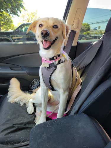 Dog Grooming The Clip Joint Pet Grooming Orange