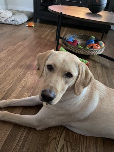 Dog Grooming The Dog Groomer Self Wash & Grooming Torrance