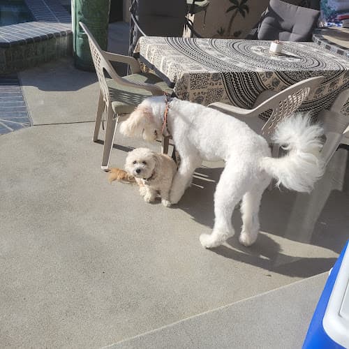 Dog Grooming The Dogg Lounge Norwalk