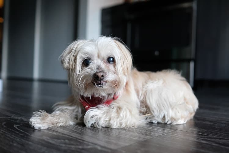 Dog Grooming The Good Companion Dog Grooming Portland