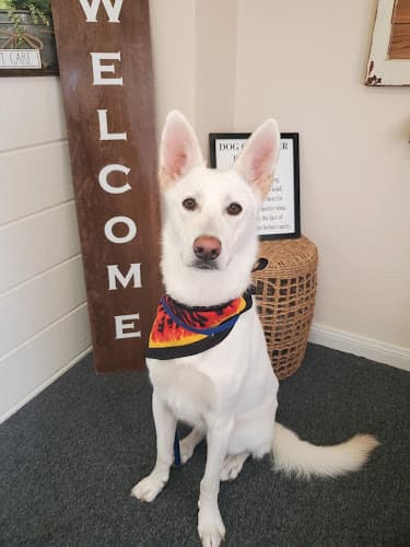 Dog Grooming The Groom Room Hesperia