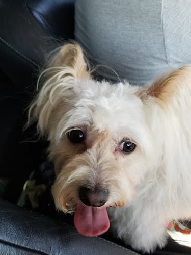 Dog Grooming The Groomery Lancaster