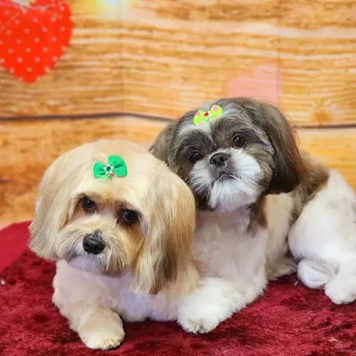 Dog Grooming The Groomery Temecula Temecula
