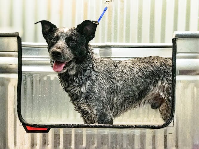 Dog Grooming The Grooming Cottage Redding