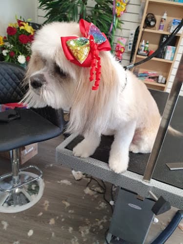 Dog Grooming The Grooming Shop Anaheim