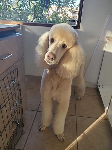 Dog Grooming The Grooming Shop of Rancho Mirage Indio