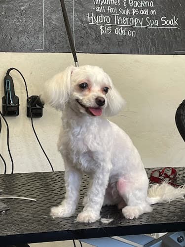Dog Grooming The Happy Hound Dog Grooming And Pet Supplies El Cajon
