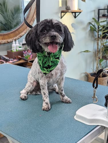 Dog Grooming The Knotty Groomer Hesperia