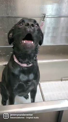 Dog Grooming The Matted Puppy Grooming Spokane Valley