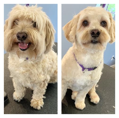 Dog Grooming The Modern Pup Redding