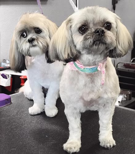 Dog Grooming The Pampered Pet Grooming & Spa Tracy