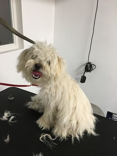 Dog Grooming The Pawfessional Mobile Dog Groomer Temecula