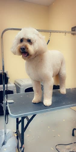 Dog Grooming The Pet Groomer Bakersfield