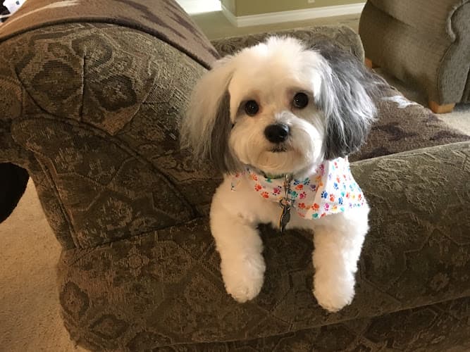 Dog Grooming The PetSpaw Pet Grooming Eugene