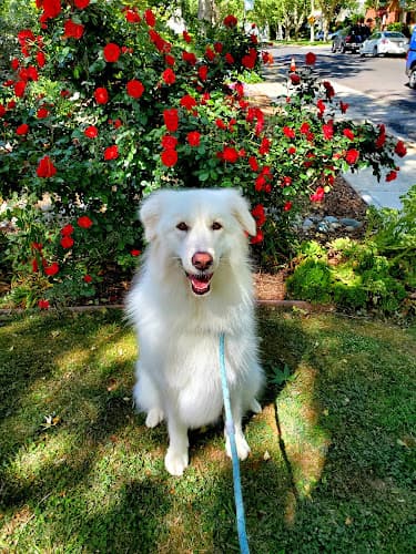 Dog Grooming The Rich Groomer Sacramento