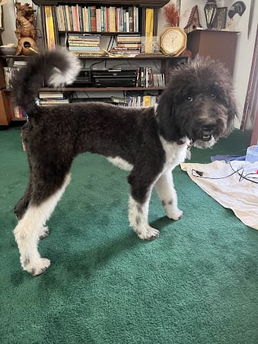 Dog Grooming The Roamin' Bath Mobile Pet Grooming Ventura