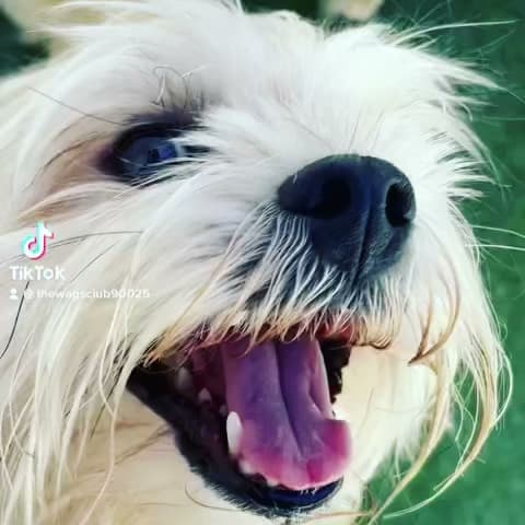 Dog Grooming The Wags Club Santa Monica