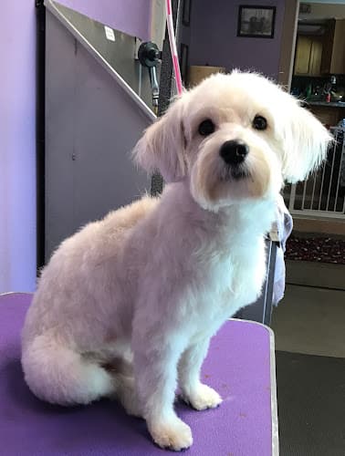 Dog Grooming Tiffany's Grooming Vancouver