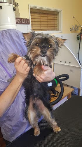 Dog Grooming Tina's Dog Grooming Spokane Valley