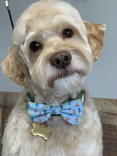 Dog Grooming Tiny Tails Grooming Salon Sacramento