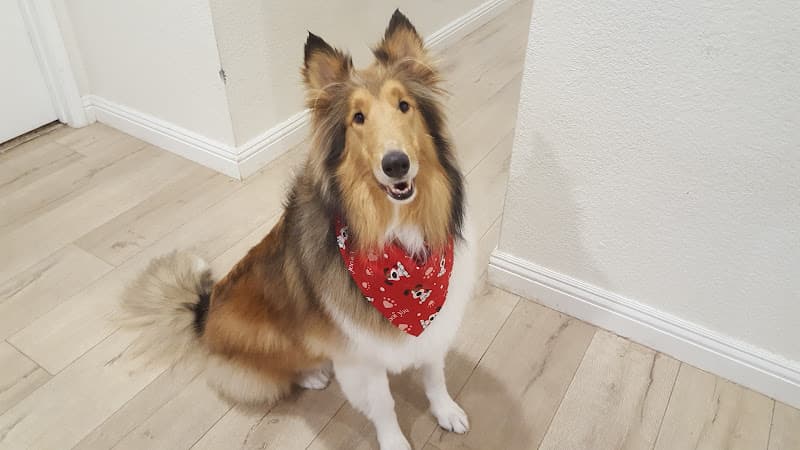 Dog Grooming TLC Pet Grooming Concord