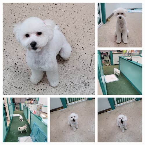 Dog Grooming Tofu Mom Pet Grooming Los Angeles