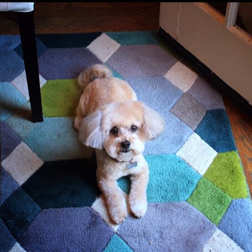 Dog Grooming Tonie’s Dog Grooming Sacramento