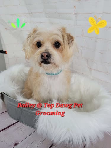 Dog Grooming TOP DAWG PET GROOMING Costa Mesa