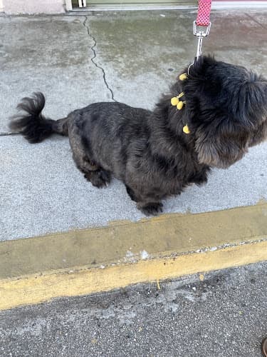 Dog Grooming Top Grooming Carson