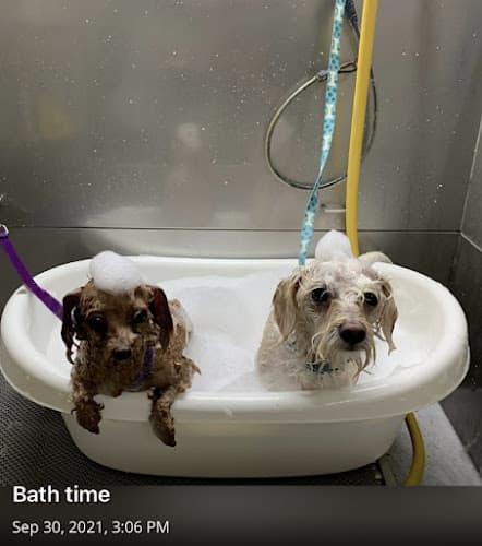 Dog Grooming Torrance Dog Spa & Grooming Carson