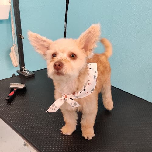 Dog Grooming Toto's Dog Wash Self-Serve + Grooming Downey