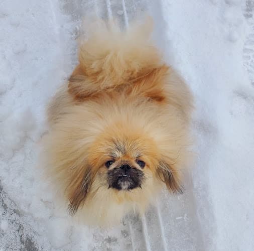 Dog Grooming Touch of Love Grooming Spokane Valley