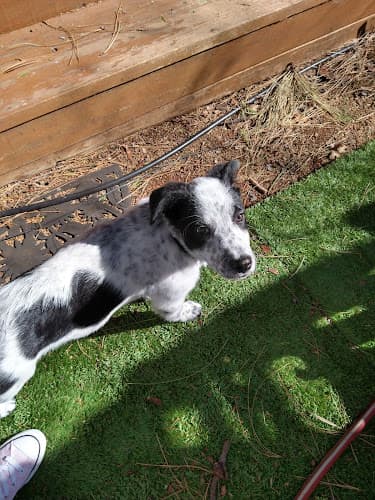 Dog Grooming Town N Country Grooming Redding