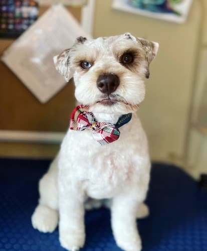 Dog Grooming Turlock Pet Grooming Modesto