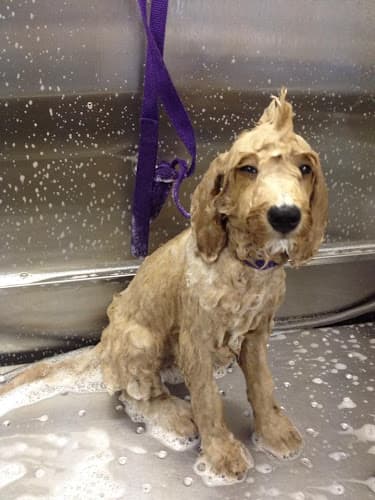 Dog Grooming Ultimate Pet Grooming Mission Viejo