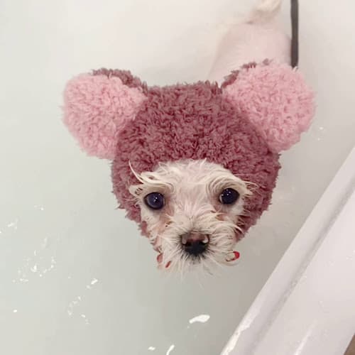 Dog Grooming Unipaw Pet Grooming El Monte