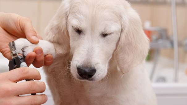 Dog Grooming Unleashed Dog Grooming Moreno Valley