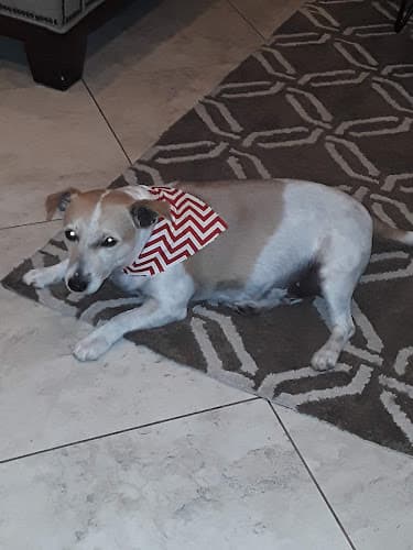 Dog Grooming Upland Pet Grooming Pomona