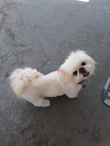 Dog Grooming Uptown Dog Grooming Indio