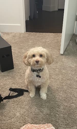 Dog Grooming Urban Whiskers Pet Grooming San Diego