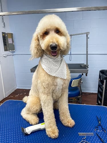 Dog Grooming Valentine’s Dog Grooming Los Angeles
