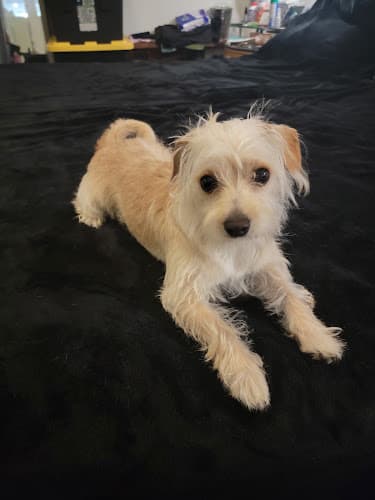 Dog Grooming Verdugo Pet Grooming Burbank